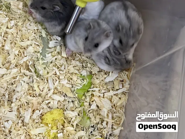 ازواج هامستر للبيع روسي القزم
