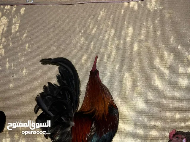 دجاج كويتي اصلي دم نقي