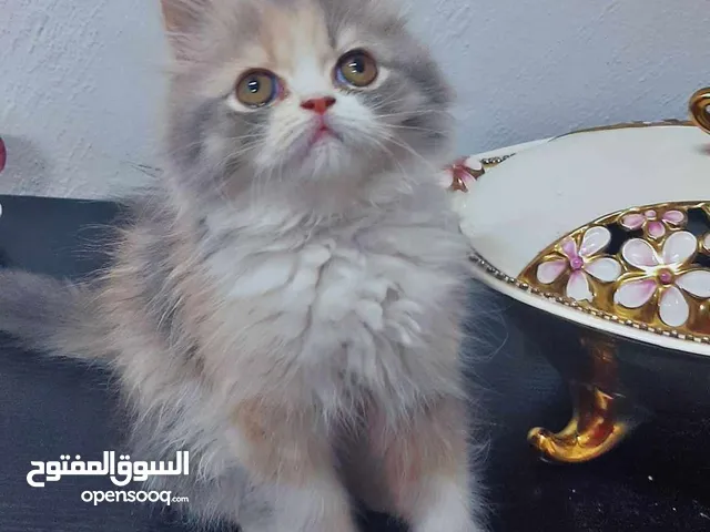 قطة مستوى عالي جدا للبيع