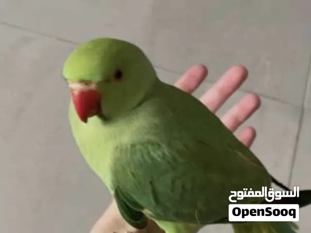 اشتري هذي الانواع من العصافير ب الصوره