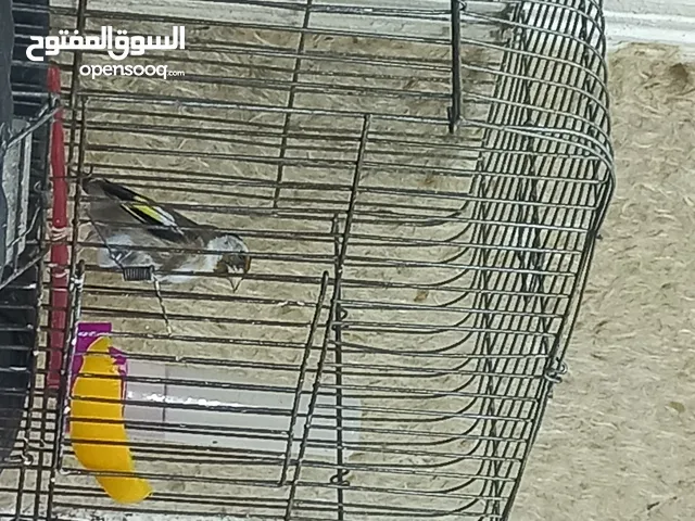 حبتين حساسين للبدل