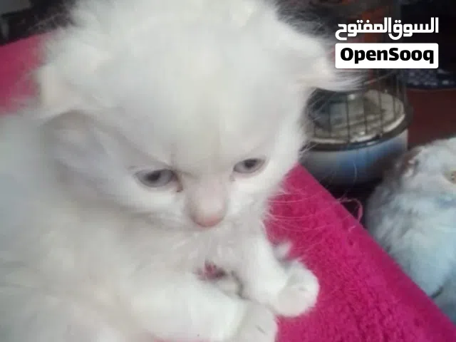 قطط للبيع  بسعر متنوع مجوده لصويلح