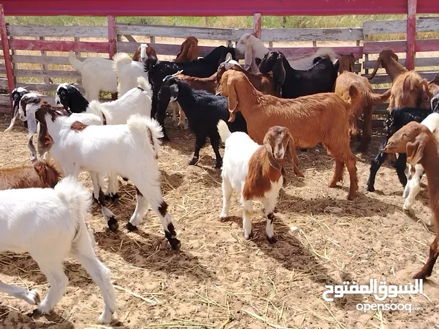 26 طرف تمقريس جديان واعنايق فيهم 12اعناق 14جدي ذكر العمر من شهرين ل4شهور المكان صبراتة يوجد توصيل