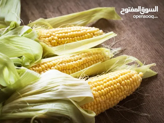 ذُرة صفراء طازجة – منتج زراعي طبيعي من مزارعنا المحلية