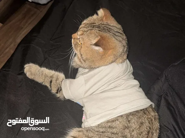 قط سكوتش فولد
