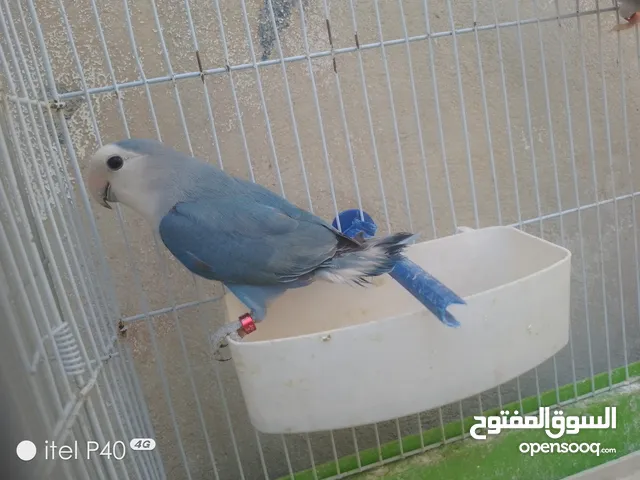 جواز روز وفيشر جوز روز الفحل وايت فيس والطيره سينامون ابلاين نهدي جوز روز ماربلد