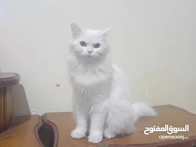 قطه شيرازيه عمره سنه ونص لتبني