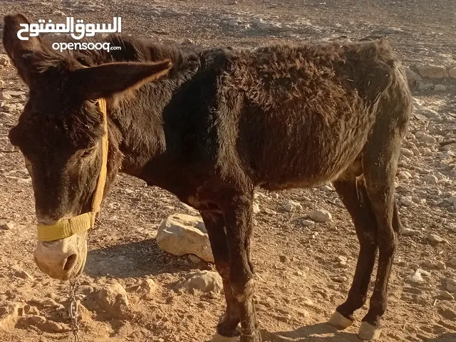 حمار غنم هادي