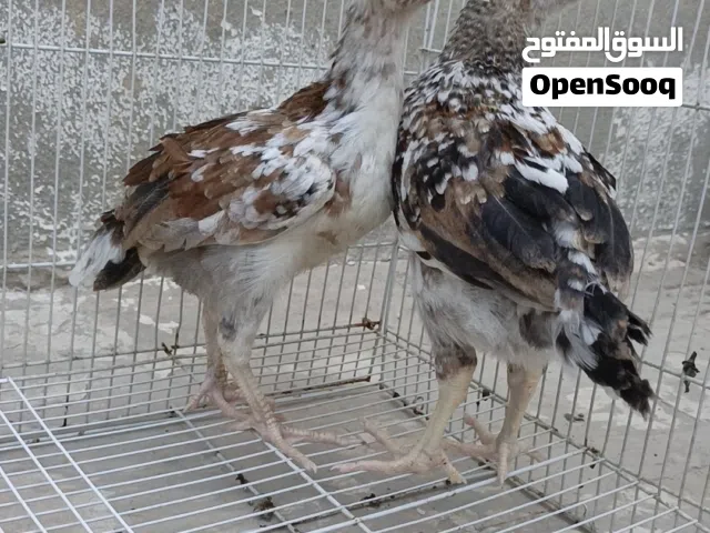زوج افراخ  ماكنتوش. العمر شهرين. صحه فول