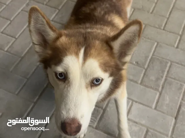 هاسكي انثى للتبني