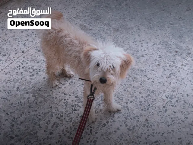 كلب زينة دكر عمره سنة ناشط