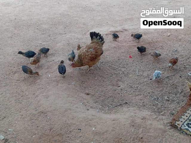 السلام عليكم ربي ايبارك دجاجه عربيه مفقسه تحتها 13 العمر شهر