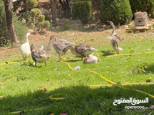 وز افريقي. بدل على طاؤوس