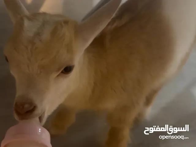 ماعز قزم للبيع