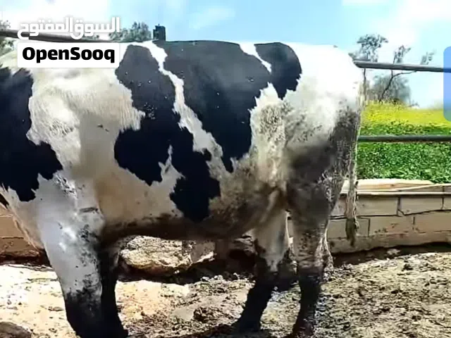 يوجد اضاحي بوزان ثقيله