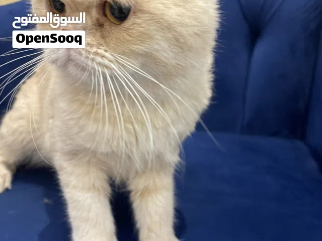 قطو موميز نادر