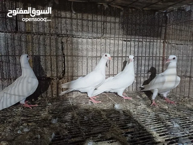 حمام للبيع