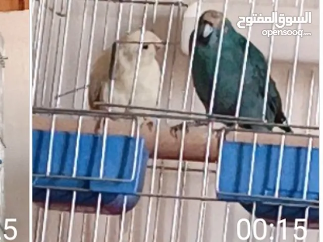 طيور للبيع