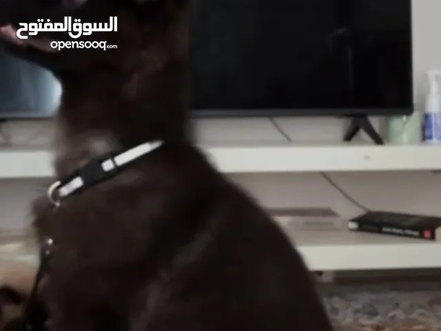 German sheprd puppies long hair top level