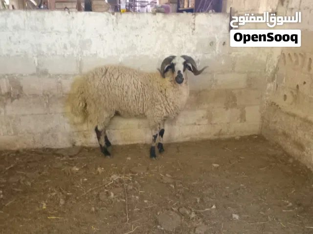 ثني مكفول اهداد