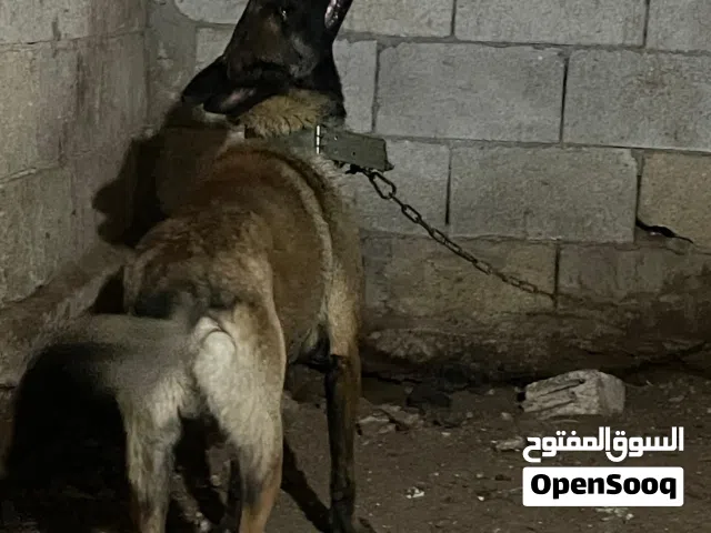 ذكر بلجم شرس