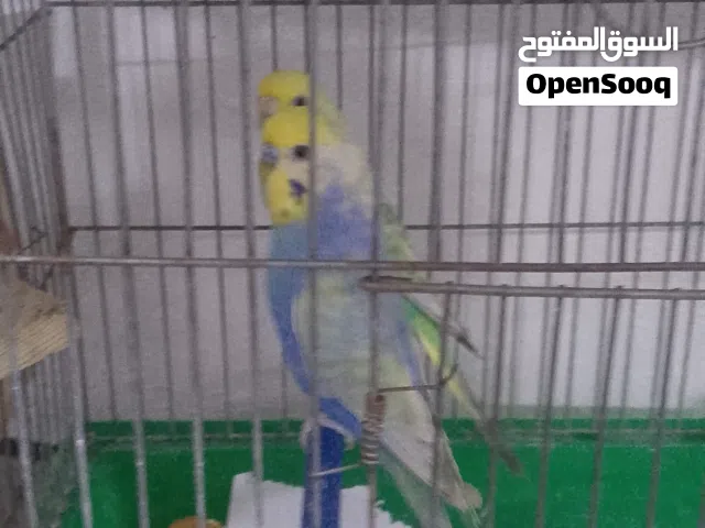 8 جواز حب شغاله وجوز كوكتيل و9  جواز حب