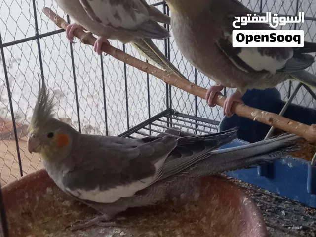 عصافير كوكتيل