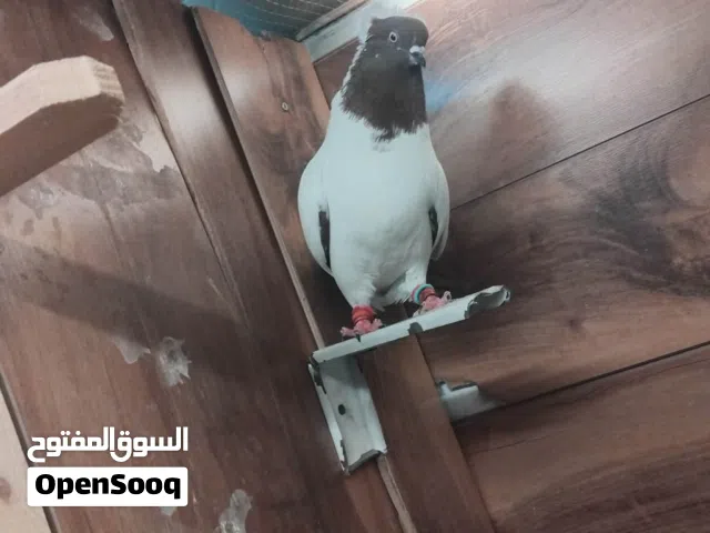 طير حمام كش العداد. 6,,طير موعد للبيع