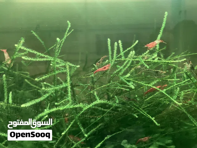 Aquarium plants Java / Christmas moss, Pelia moss for shrimp tank...