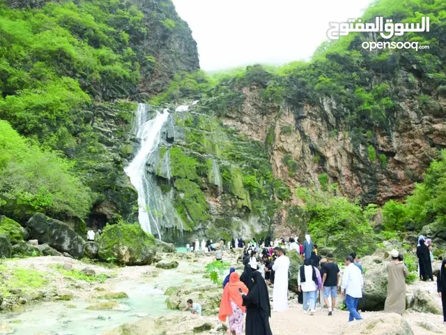 توفير سيارات صوالين وباصات للسواح في فترة الخريف