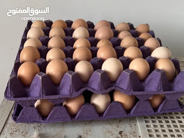 بيض مخصب نوعين   الاول ( كوشن العملاق) اصل  الثاني ( هجين)  : ديك الكوشن العملاق مضروب مع دجاج هجين