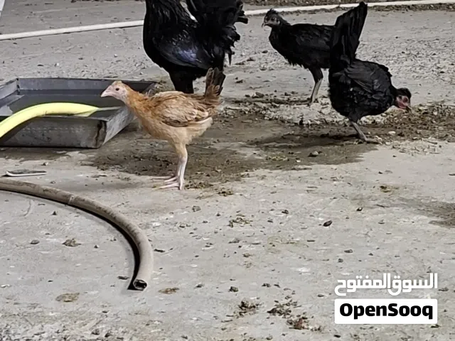 للبيع دجاج عربي بياض 40 دجاجه و4 دياج