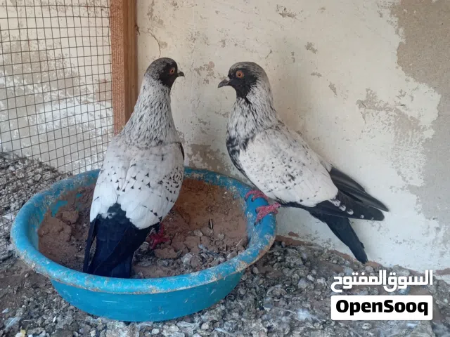 حمام زينه نسيم الليل