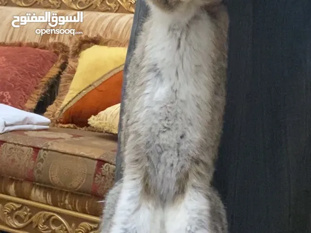 انثى الارنب الفلمنكي العملاق