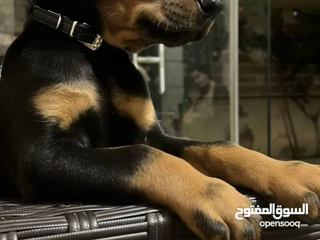 انثى دوبرمان اصليه للبيع