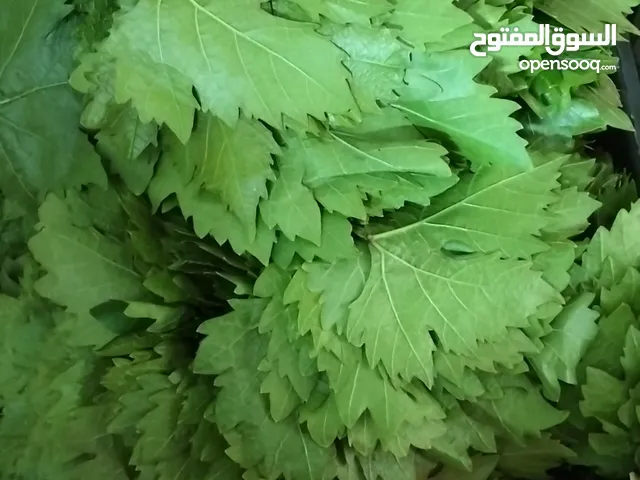 دوالي زيني بلدي