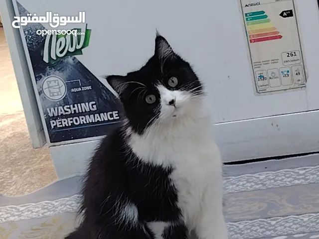 بزون شيرازي