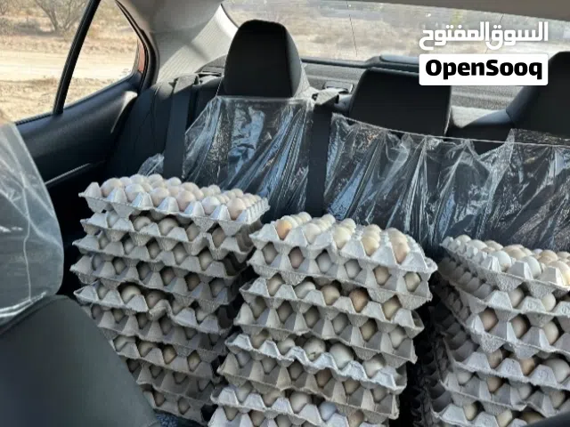 بيع بيض دجاج مخصب تهجين فرنسي عماني