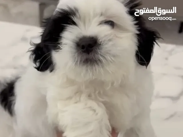 Male Shih Tzu ذكر شيتزو
