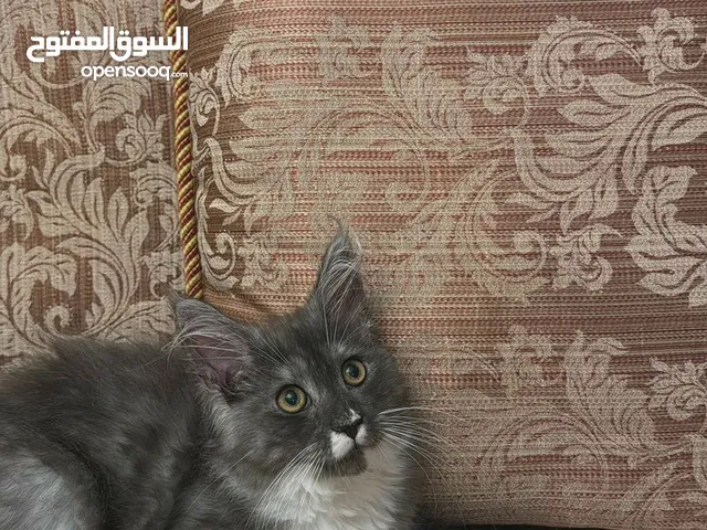 maincoon bure