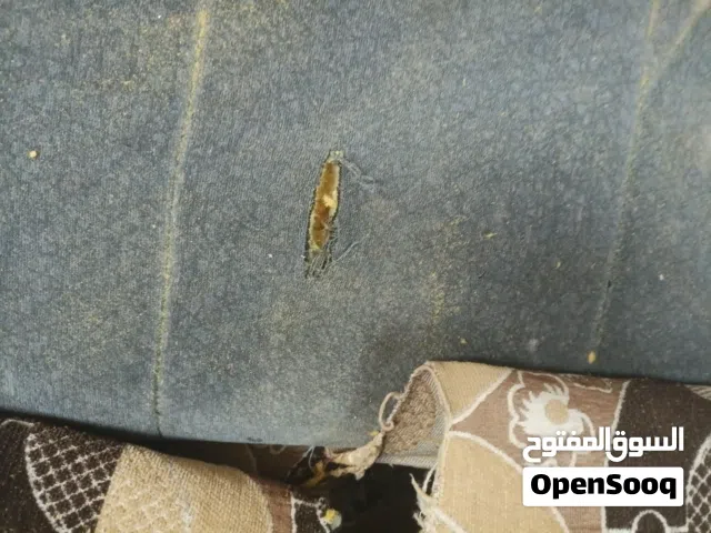 كشنات البيع مال رأس الثورة