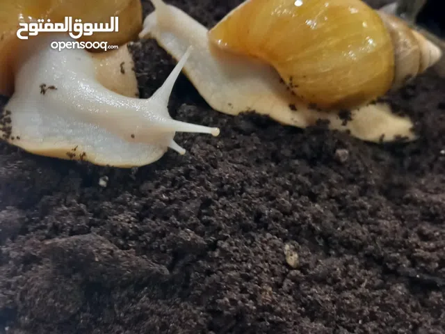 حيوان الحلزون الافريقي [الابيض] متوفر اخر زوجين