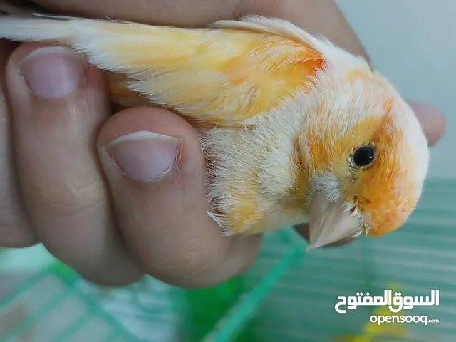 طيور كنارات