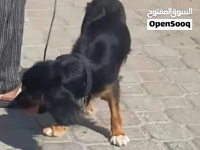 فقدان كلبه في الخوض قريب من مدرسة صلت بن مالك الخاصه