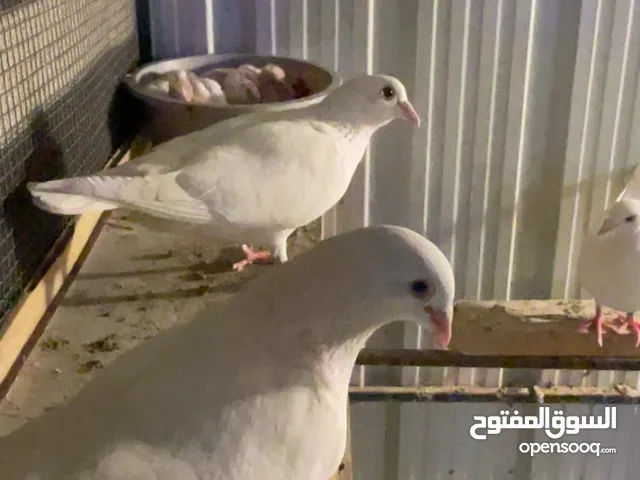 للبيع زوج حمام لاحم منتجين مع فروخهم