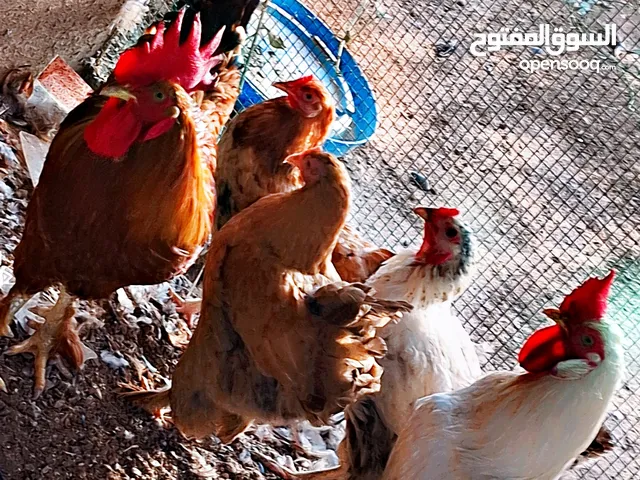دجاج للبيع نوعه رود آيلاند الأحمر