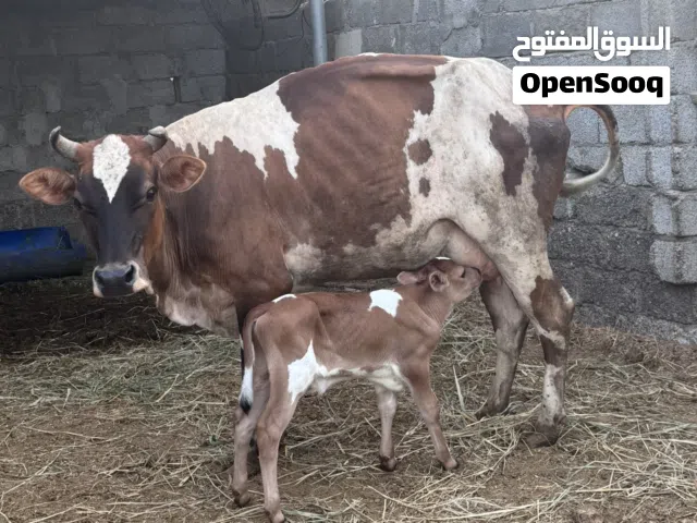 بقرة جيرسي مع ولدها مطلوب 750 قابل للتفاوض