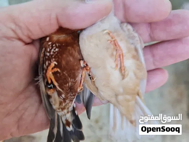 زيبرا فول اورنج