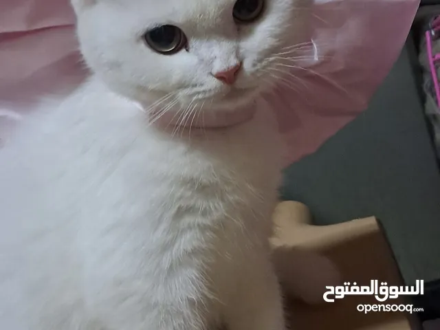 قطة للبيع عمر ثلاث شهور