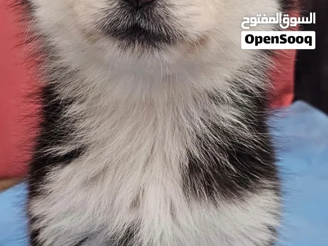 جرو هاسكي ذكر